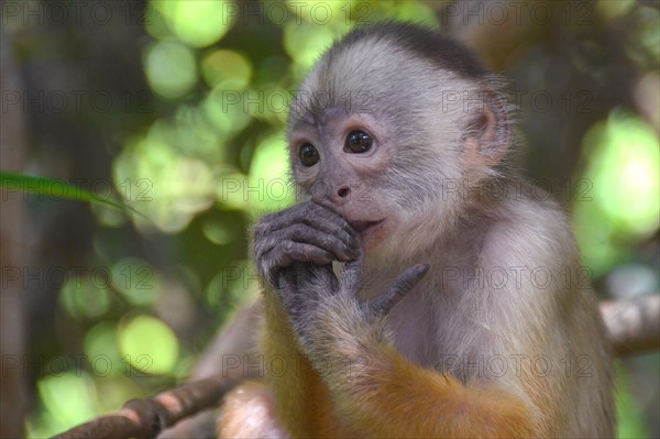 White-fronted Capuchin (Cebus albifrons)