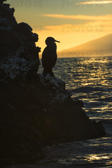 Flightless Cormorant (Phalacrocorax harrisi) at dusk