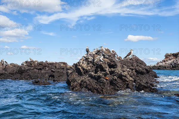 Galapagos Blue-footed Boobies (Sula nebouxii excisa)