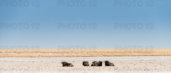 Blue Wildebeest (Connochaetes taurinus) lying in the midday heat