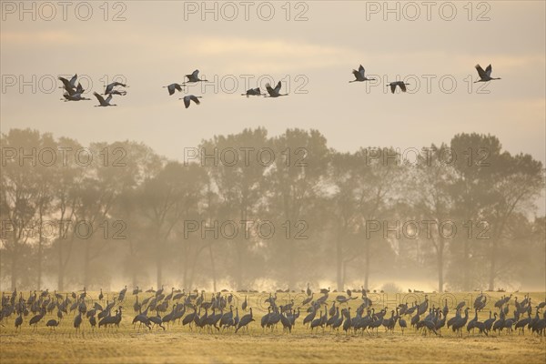 Common Cranes (Grus grus)