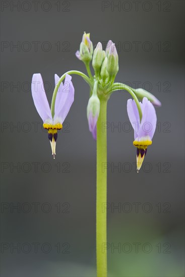 Jeffrey's Shooting Star or Sierra Shooting Star (Dodecatheon jeffreyi)