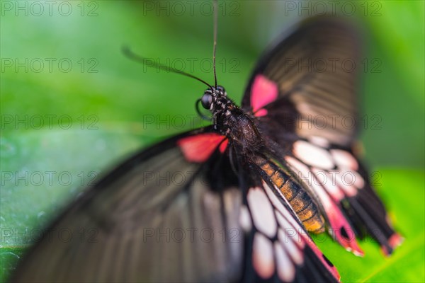 Great Mormon (Papilio memnon)