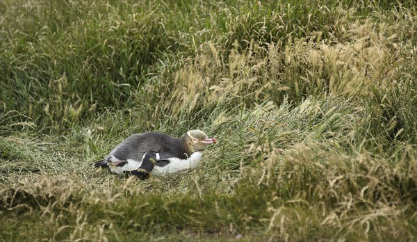 Yellow-eyed Penguin or Hoiho (Megadyptes antipodes) with a tag on its wing