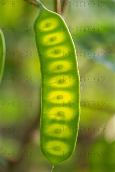 Seed pod