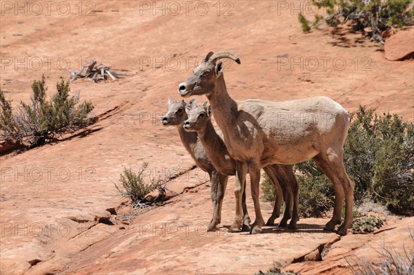 Desert Bighorn Sheep (Ovis canadensis nelsoni)