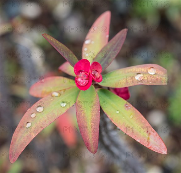 Crown of Thorns or Christ Plant (Euphorbia milii) with water drops