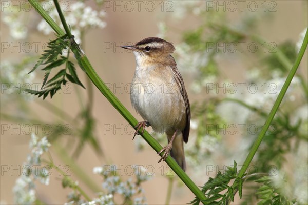 Sedge Warbler (Acrocephalus schoenobaenus)