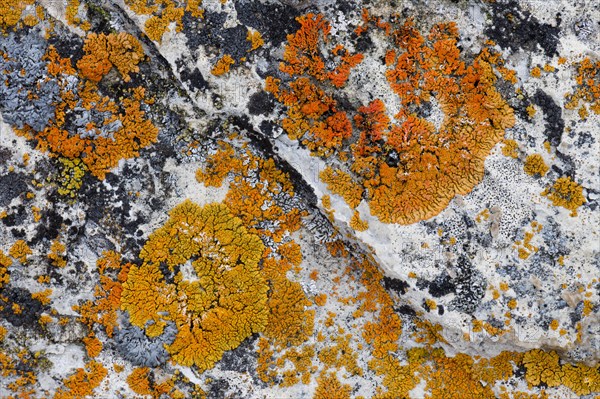 Lichens (Caloplaca) on rock