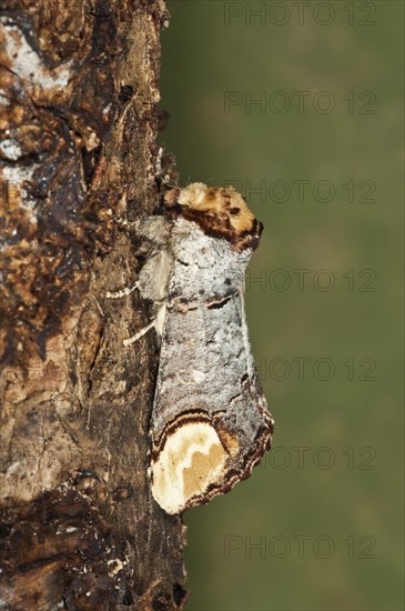 Moon Bird (Phalera bucephala) on tree bark