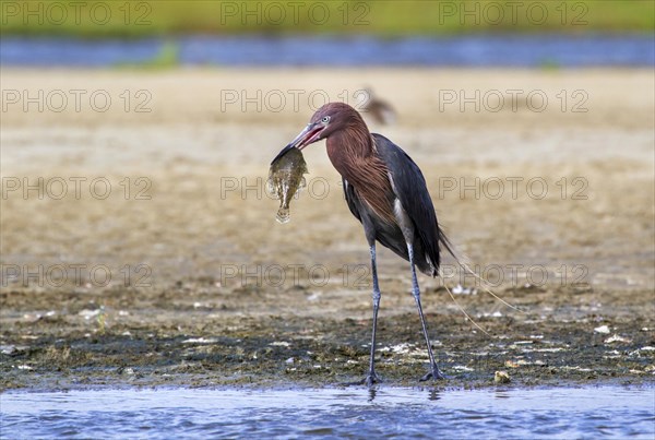 Reddish Egret (Egretta rufescens) feeding on a flounder