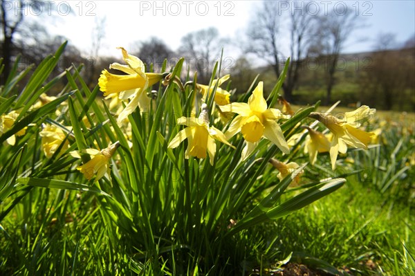 Wild Daffodils (Narcissus pseudonarcissus)