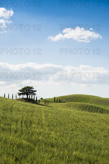 Cypresses and a cedar tree