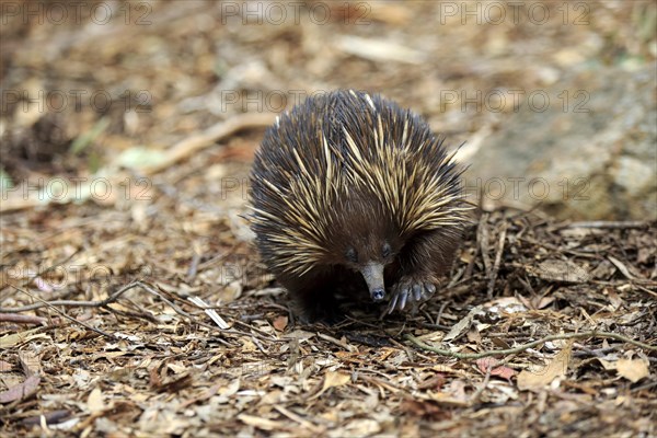 Short-beaked Echidna (Tachyglossus aculeatus) adult