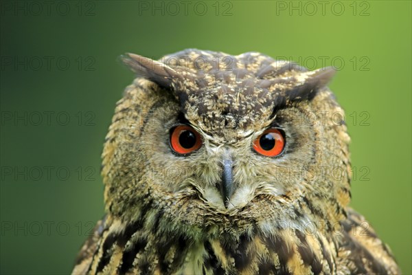 Eurasian Eagle-owl (Bubo bubo)