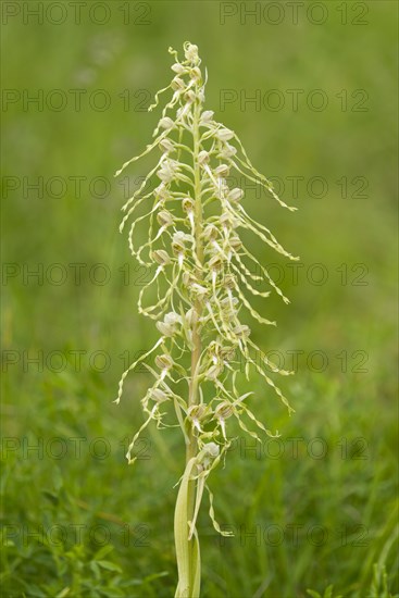 Lizard Orchid (Himantoglossum hircinum)