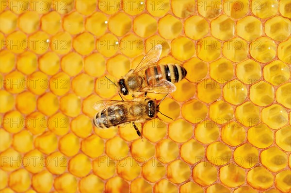 Two honey bees