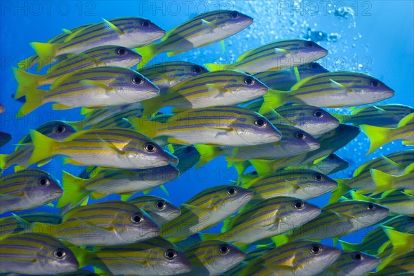 School of Bluestripe Snappers (Lutjanus kasmira)