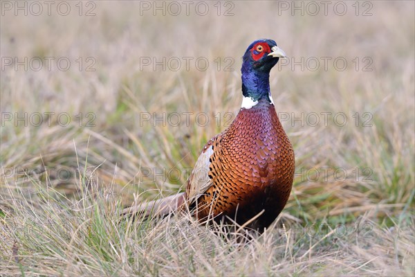 Pheasant (Phasianus colchicus) on a meadow in autumn