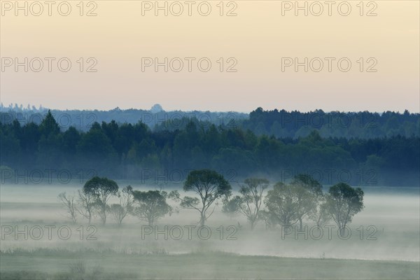 Landscape in morning mist