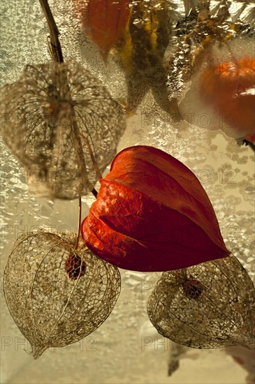 Physalis