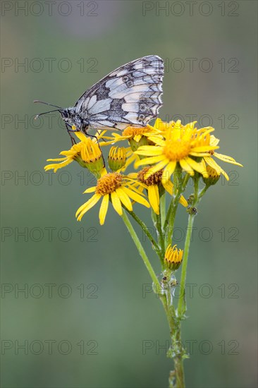 Marbled White (Melanargia galathea) on Ragwort (Senecio jacobaea)