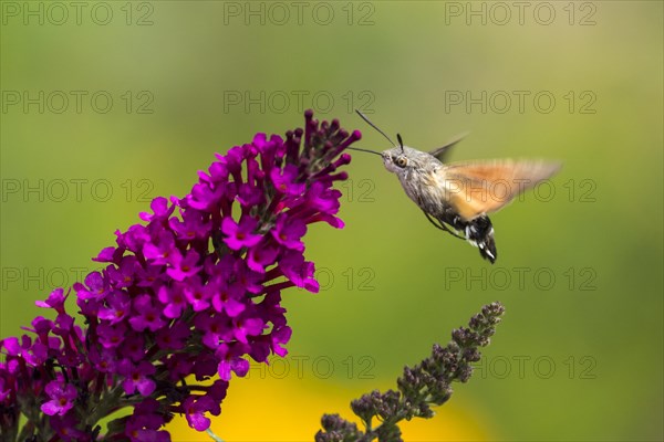 Hummingbird hawk-moth (Macroglossum stellatarum)