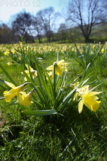 Wild Daffodils (Narcissus pseudonarcissus)