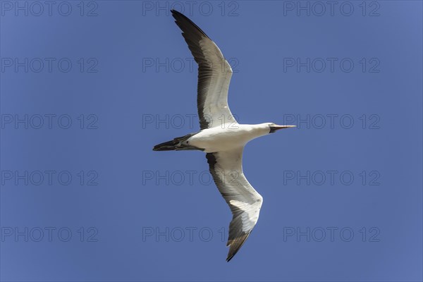 Nazca Booby (Sula granti) in flight