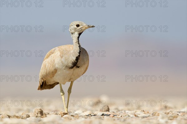 Ruppell's Korhaan or Ruppell's Bustard (Eupodotis rueppellii)