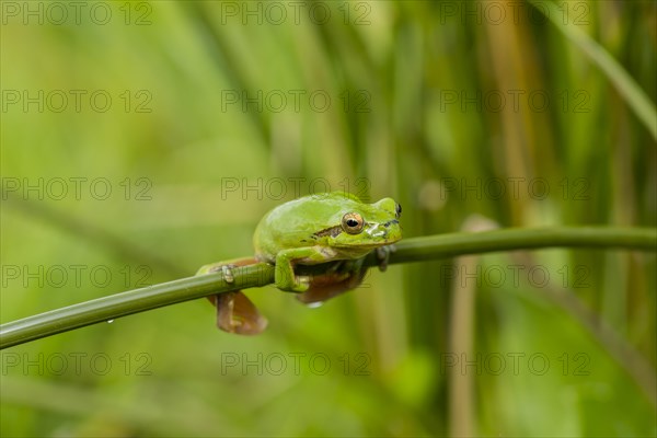 Mediterranean Tree Frog (Hyla meridionalis)