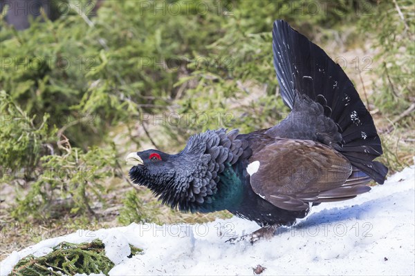 Capercaillie (Tetrao urogallus)