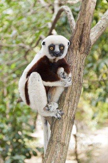 Coquerel's Sifaka or Crowned Sifaka (Propithecus coquereli)