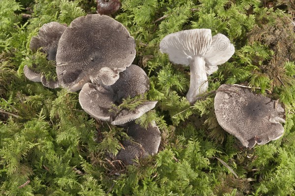 Yellowing Knight (Tricholoma scalpturatum)