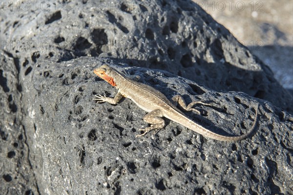 Galapagos Lava Lizard (Microlophus albemarlensis)