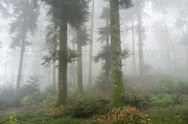 Douglas Firs (Pseudotsuga menziesii) in a foggy forest