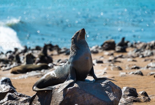 Brown Fur Seal or Cape Fur Seal (Arctocephalus pusillus)