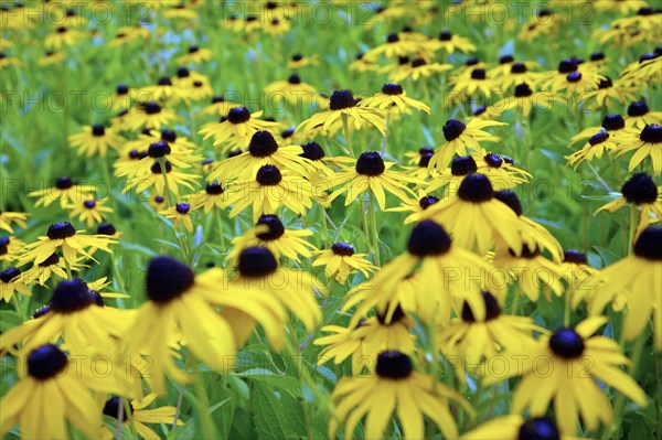 Black-eyed Susans (Rudbeckia hirta)