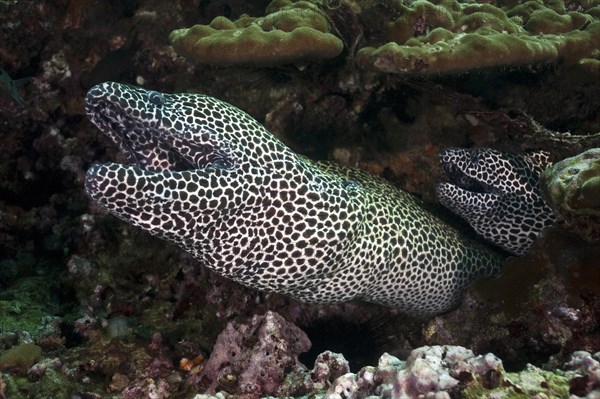 Laced Morays (Gymnothorax favagineus)