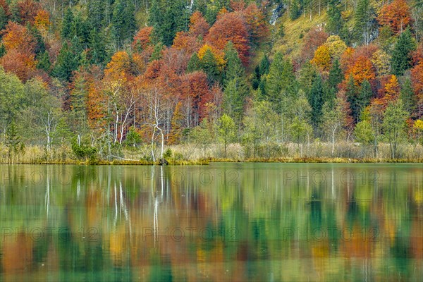 Autumn forest with its reflection in Almsee lake