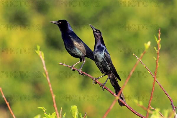 Two Boat-tailed Grackles (Quiscalus major)