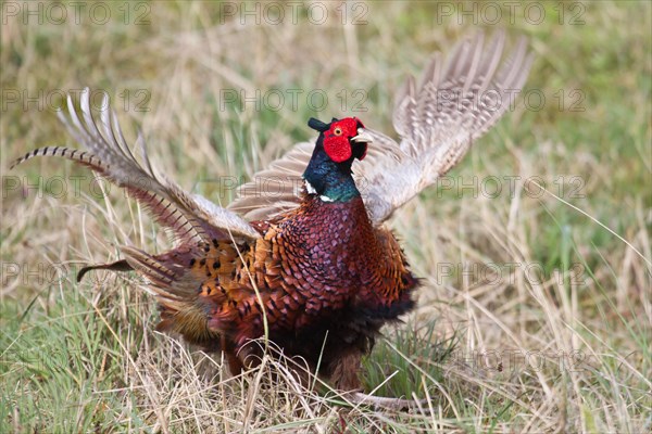 Pheasant (Phasianus colchicus)