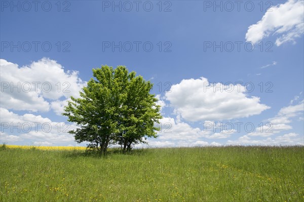 Field Maple (Acer campestre)