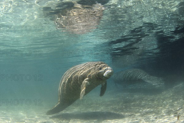 West Indian Manatee or Sea Cow (Trichechus manatus)