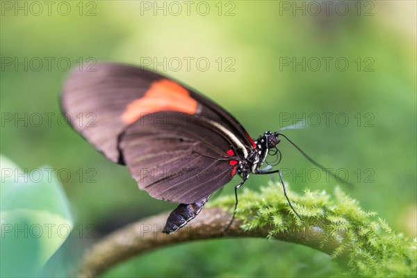 Postman Butterfly (Heliconius melpomene)