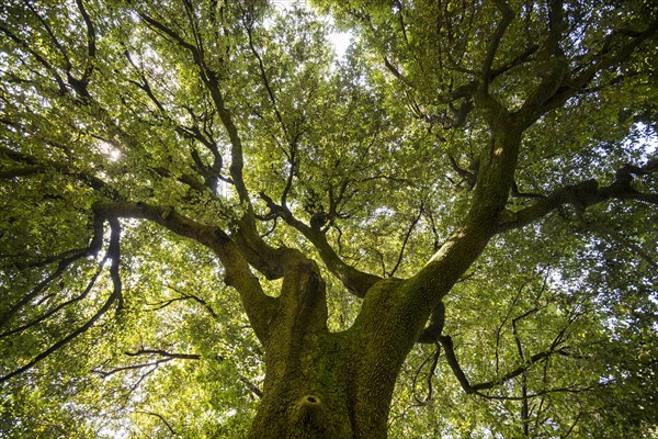 Very old Holm Oak (Quercus ilex)