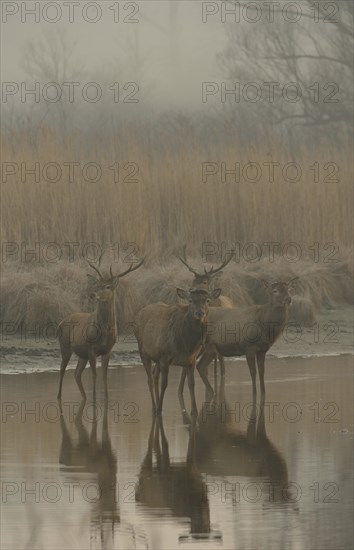 Red Deer (Cervus elaphus) in the morning fog