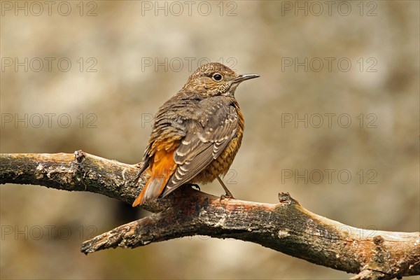 Common Rock Thrush (Monticola saxatilis)