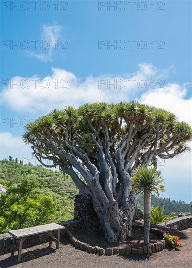 Canary Islands Dragon Tree (Dracaena draco)