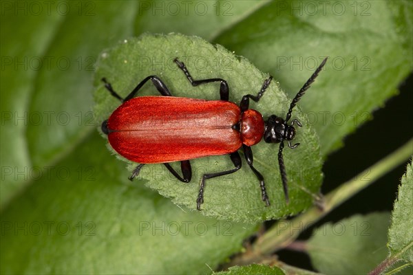 Black-headed Cardinal Beetle (Pyrochroa coccinea) sitting on a leaf